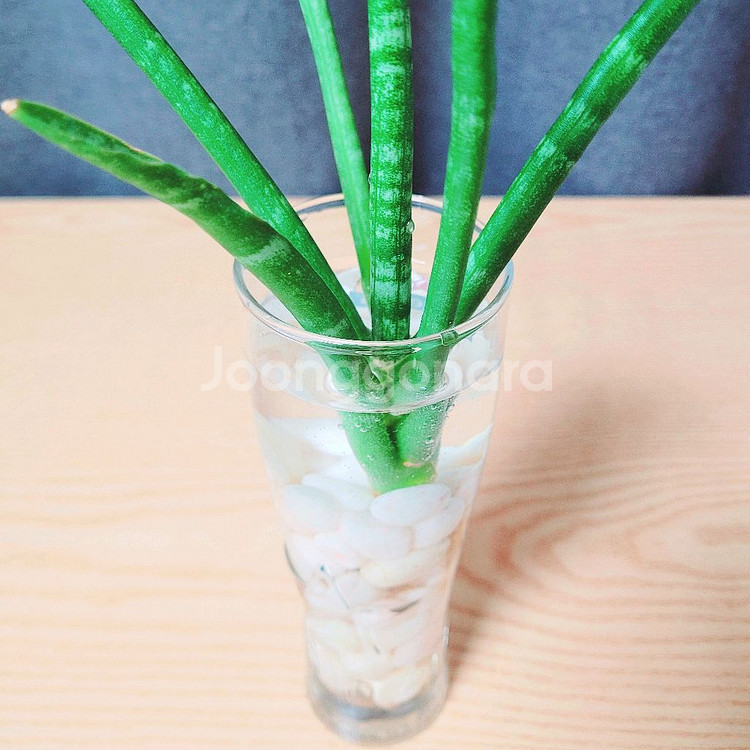 스투키 수경 식물 방사형 65cm / 공기정화 식물--6