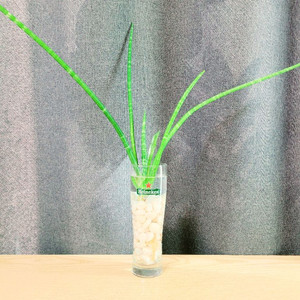 스투키 수경 식물 방사형 65cm / 공기정화 식물