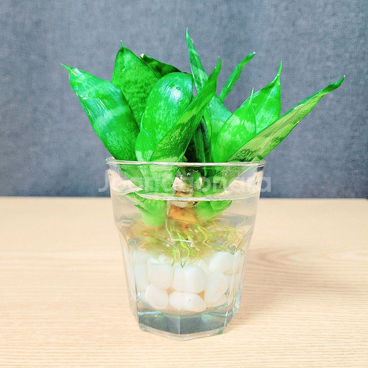 산세베리아 수경 3촉 / 공기정화 식물 / 반려 식물--1