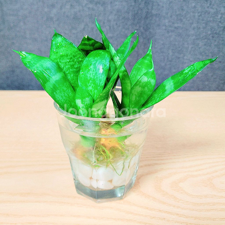산세베리아 수경 3촉 / 공기정화 식물 / 반려 식물--3