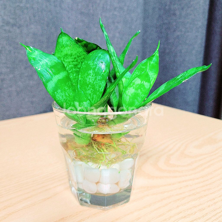 산세베리아 수경 3촉 / 공기정화 식물 / 반려 식물--2