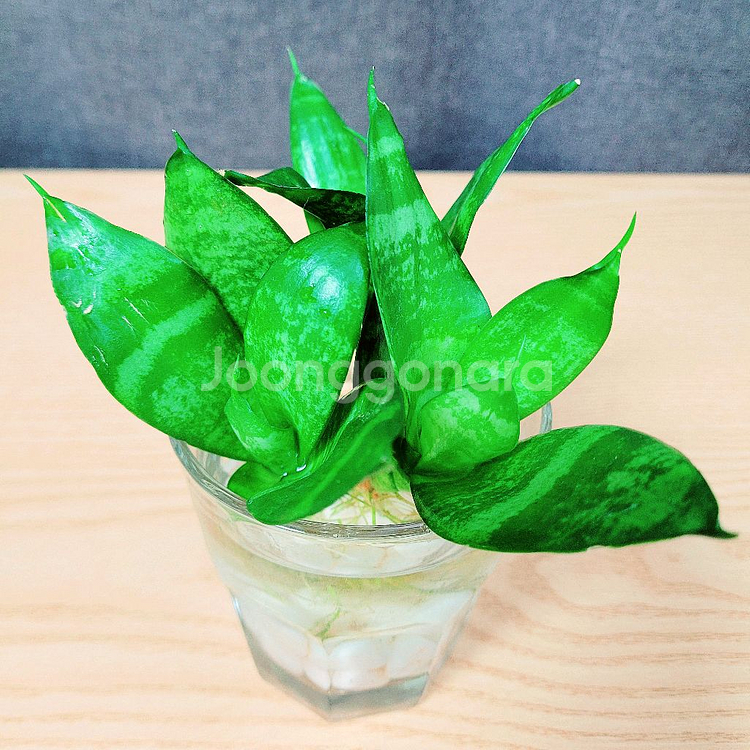 산세베리아 수경 3촉 / 공기정화 식물 / 반려 식물--4