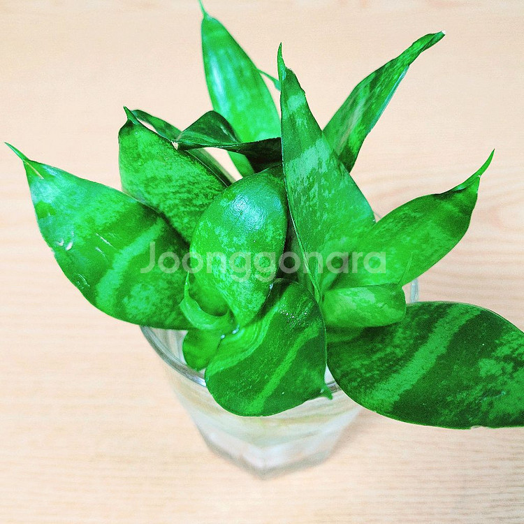 산세베리아 수경 3촉 / 공기정화 식물 / 반려 식물--5