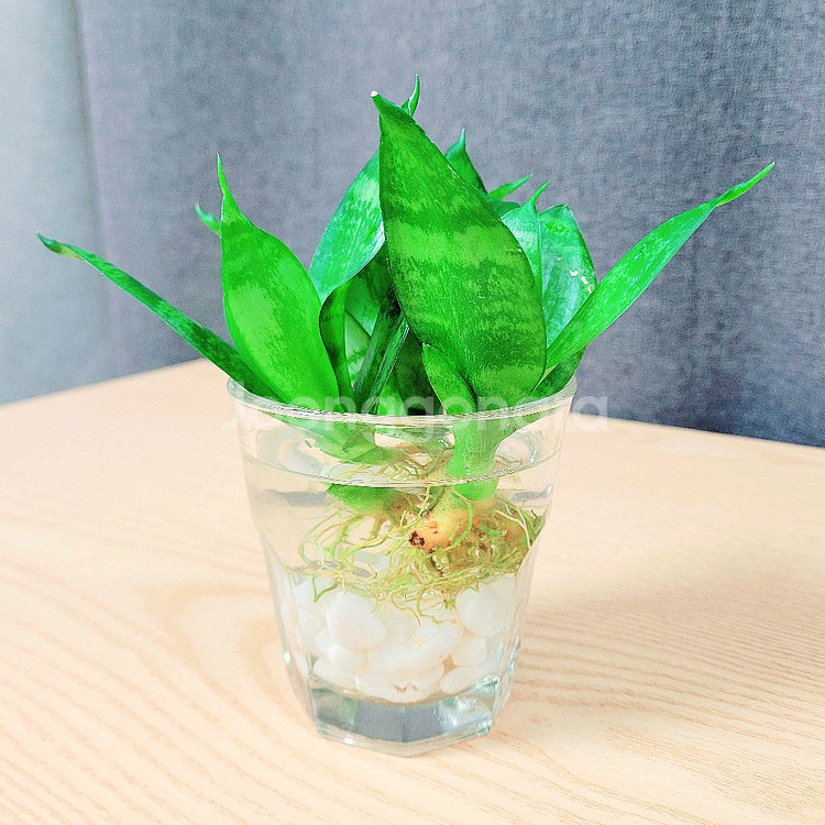 산세베리아 수경 3촉 / 공기정화 식물 / 반려 식물--0