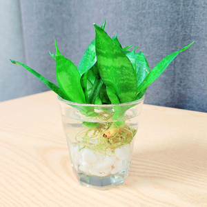 산세베리아 수경 3촉 / 공기정화 식물 / 반려 식물