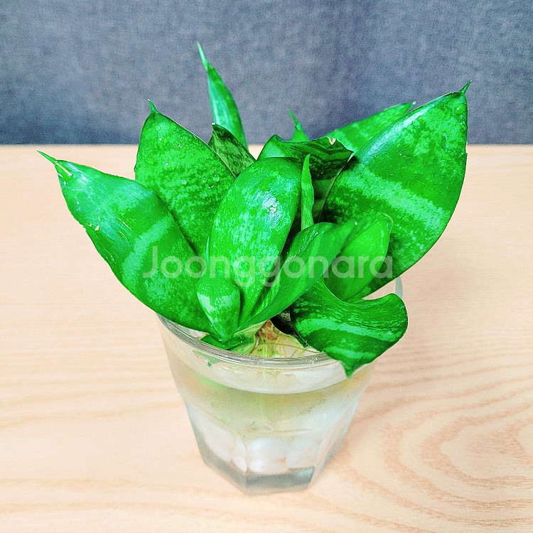 산세베리아 수경 3촉 / 공기정화 식물 / 반려 식물--7