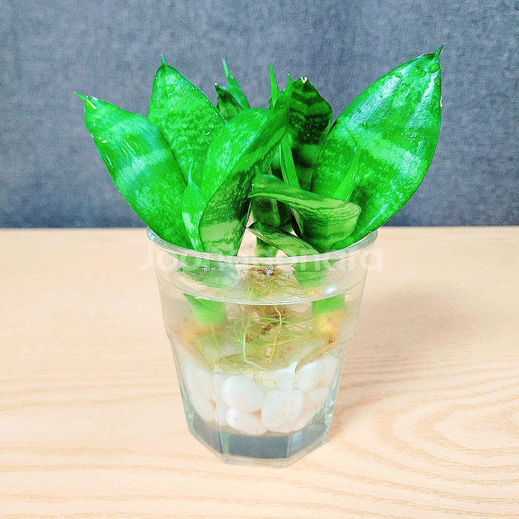 산세베리아 수경 3촉 / 공기정화 식물 / 반려 식물--8
