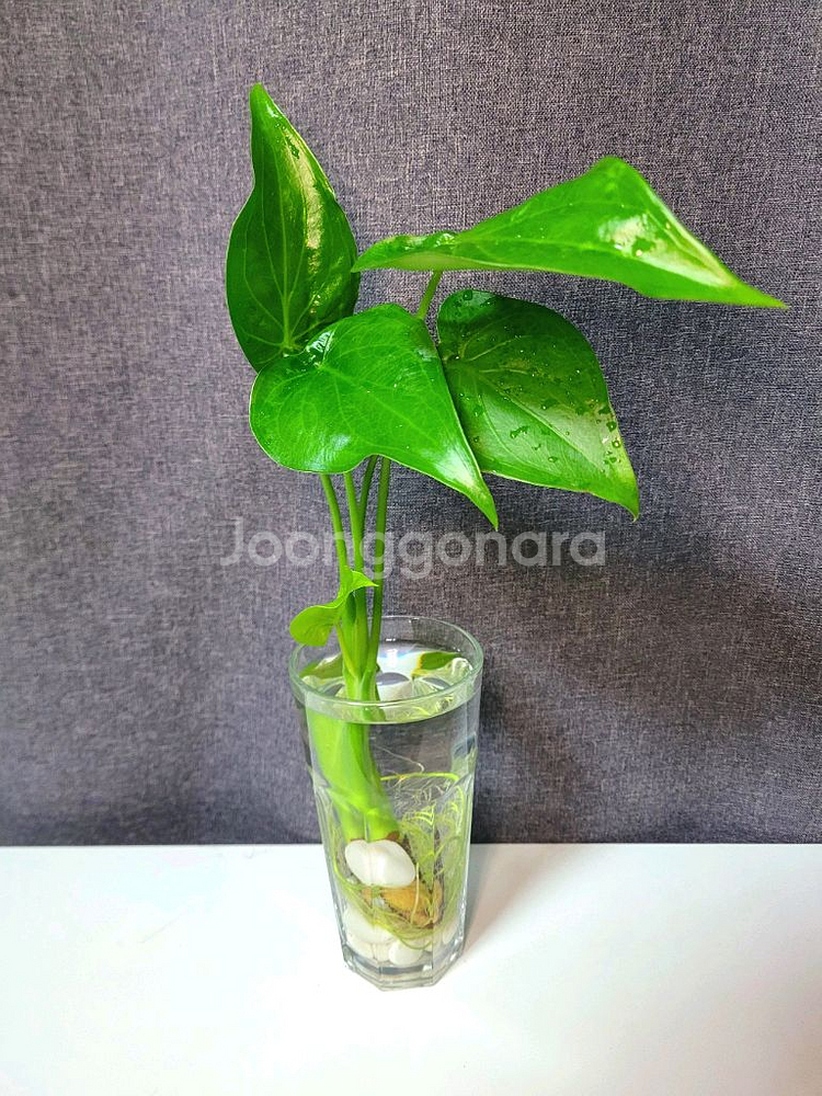 하트 알로카시아 수경 식물 70cm / 공기정화 식물--0