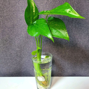 하트 알로카시아 수경 식물 70cm / 공기정화 식물