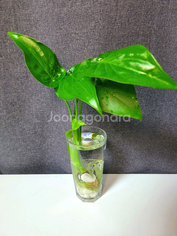 하트 알로카시아 수경 식물 70cm / 공기정화 식물--3