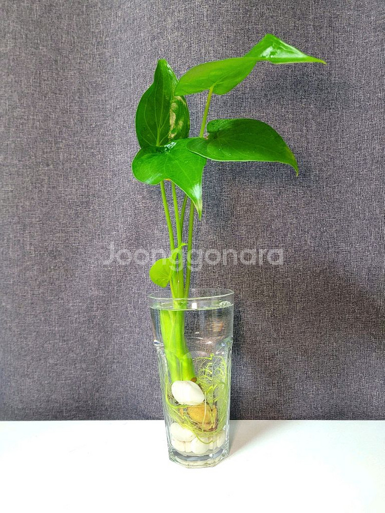 하트 알로카시아 수경 식물 70cm / 공기정화 식물--1