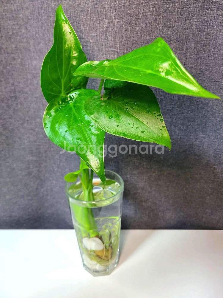 하트 알로카시아 수경 식물 70cm / 공기정화 식물--2