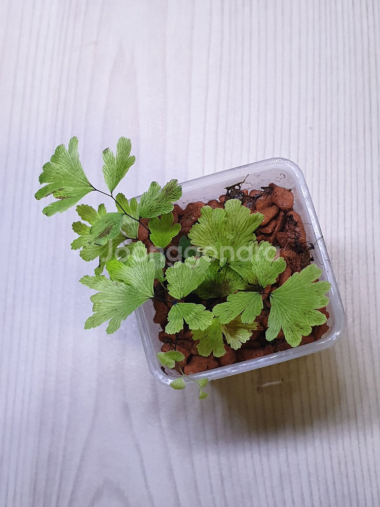 아디안텀 adiantum membranifolium--0