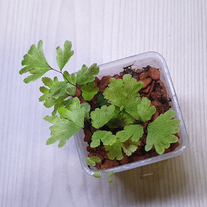아디안텀 adiantum membranifolium