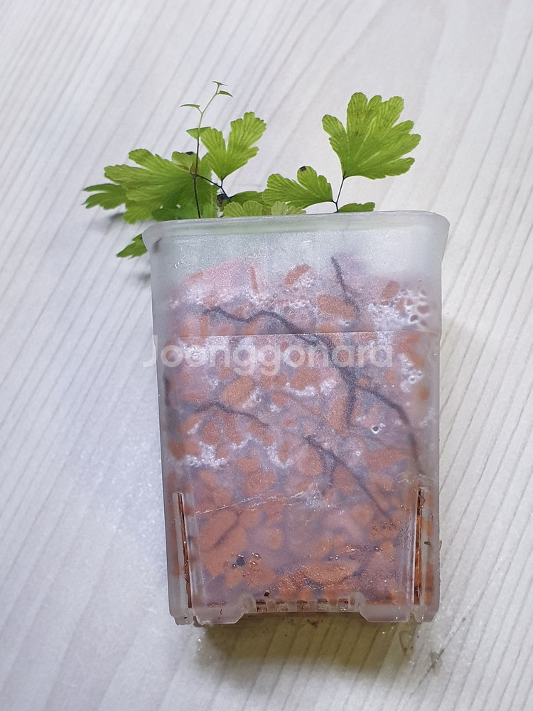 아디안텀 adiantum membranifolium--1