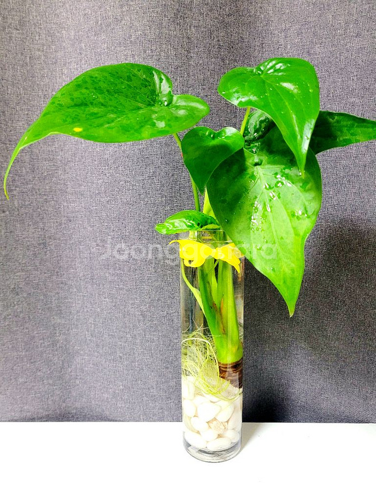 알로카시아 80cm+대형긴 원통유리화병 / 공기정화식물--0