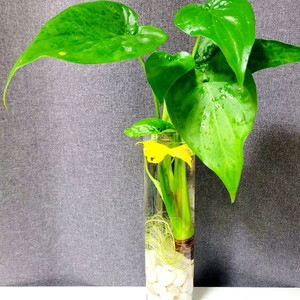알로카시아 80cm+대형긴 원통유리화병 / 공기정화식물