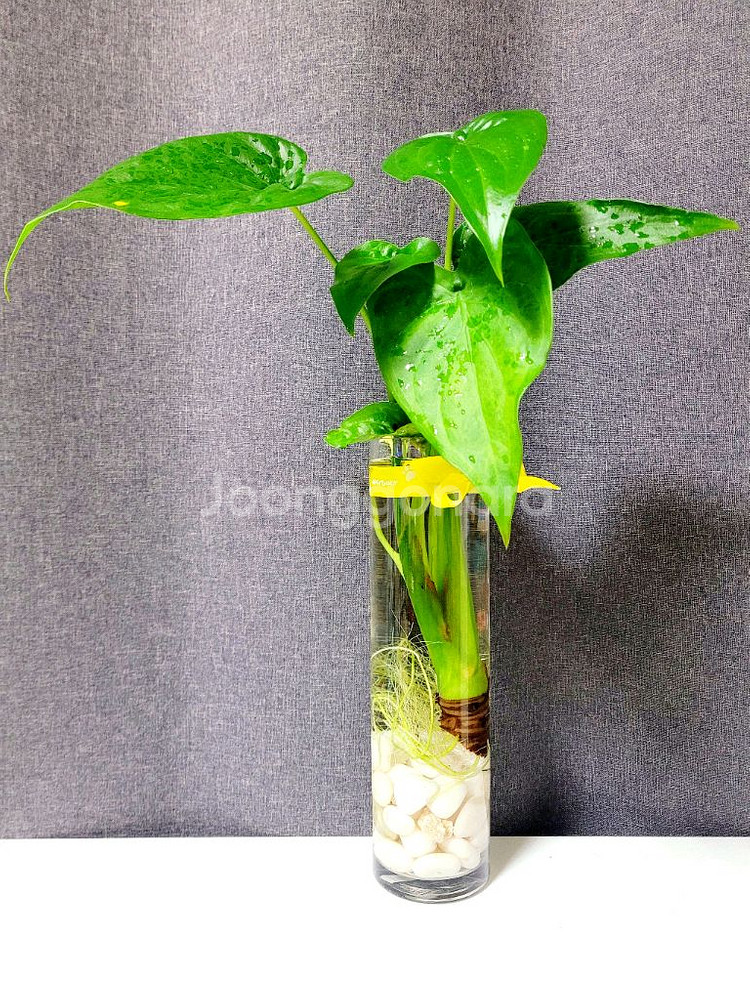 알로카시아 80cm+대형긴 원통유리화병 / 공기정화식물--2