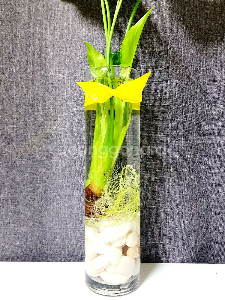 알로카시아 80cm+대형긴 원통유리화병 / 공기정화식물--3