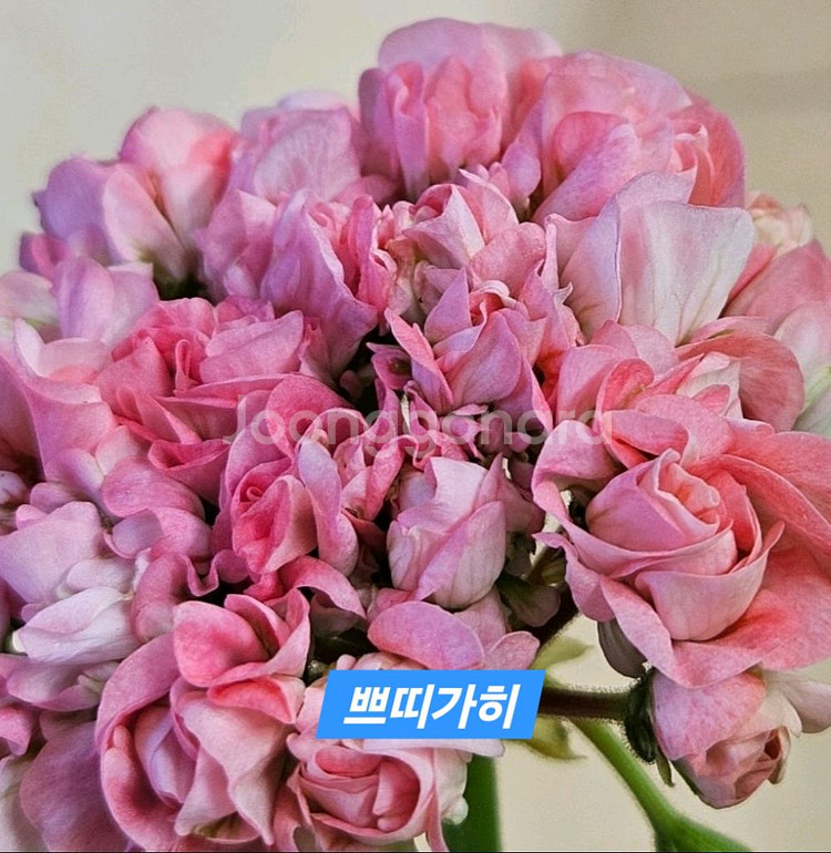 쁘띠가히 k제라늄--0