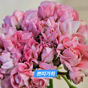 쁘띠가히 k제라늄