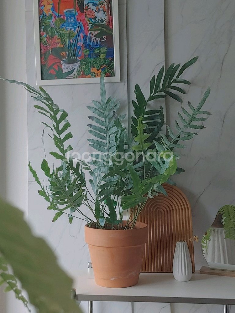 대품 블루스타펀 고사리--0