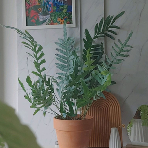 대품 블루스타펀 고사리