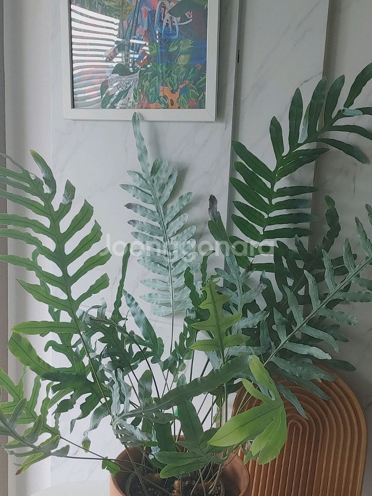 대품 블루스타펀 고사리--2