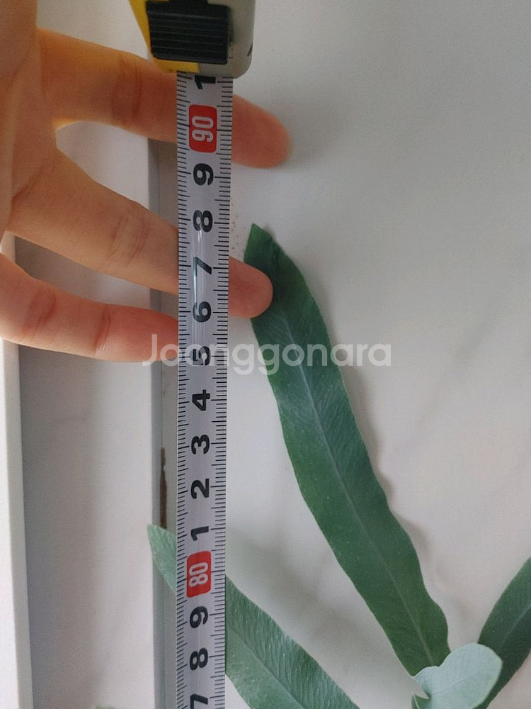 대품 블루스타펀 고사리--3