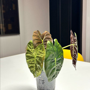 알로카시아 골든본 바리에가타