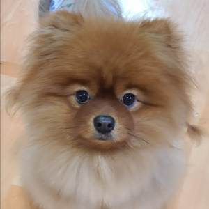 포메 남아 무료분양