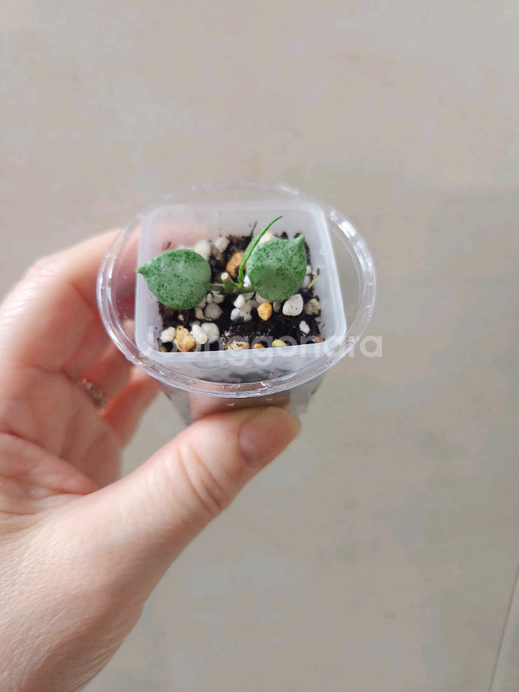 호야라쿠노사 어텀블러쉬--0