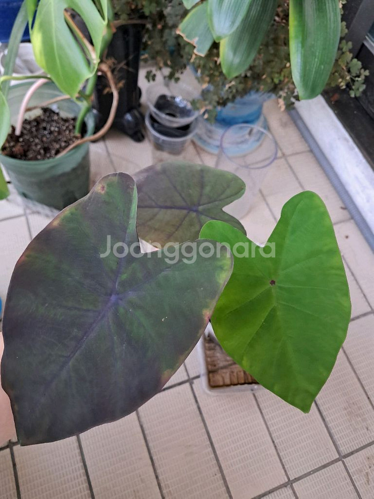 콜로카시아 블랙매직--0