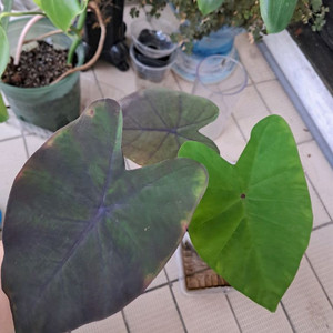 콜로카시아 블랙매직