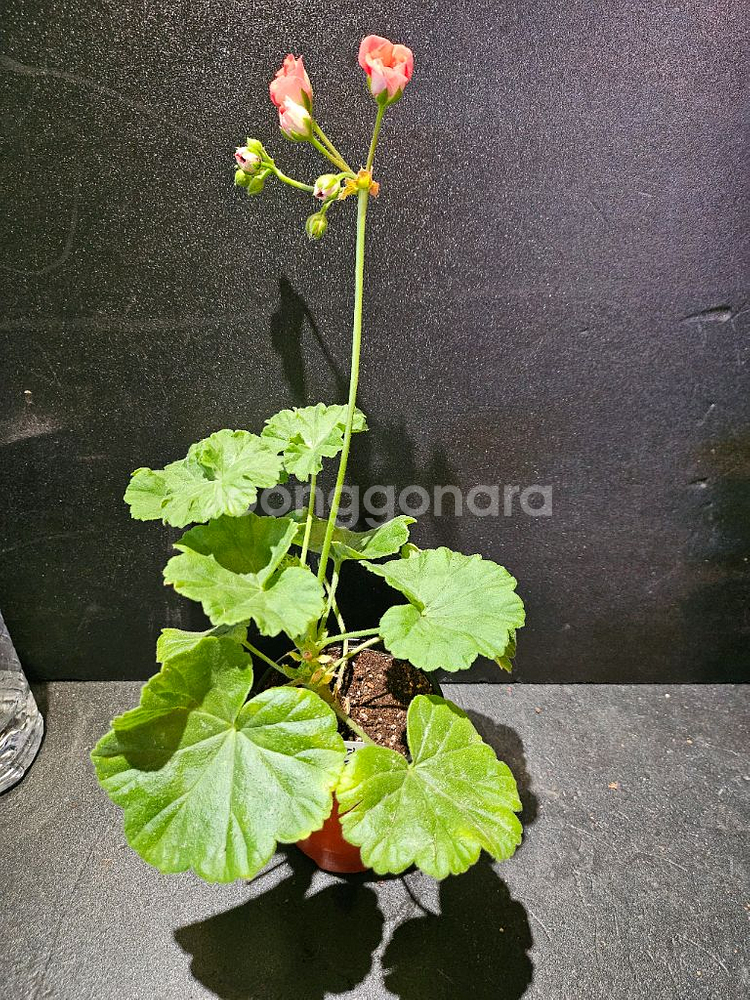 라라앙드레 유럽제라늄--1