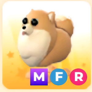 입양하세요 MFR 포메라니안