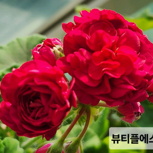 iv뷰티플에스터 제라늄