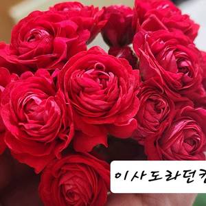 이사도라던컨 제라늄