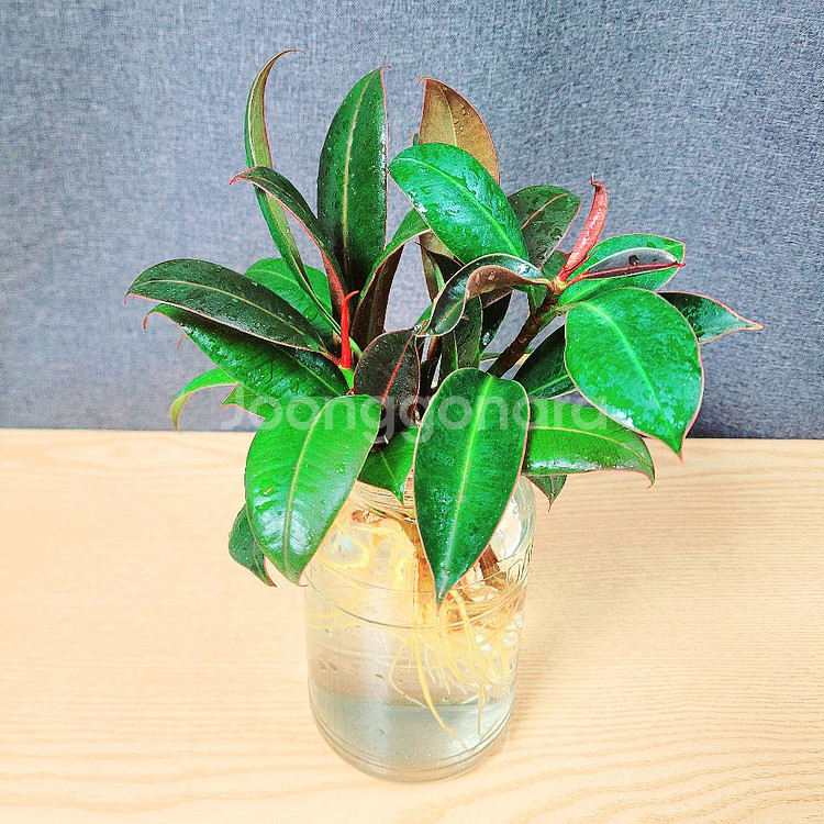 멜라닌고무나무 수경 5촉 / 공기정화식물 / 반려식물--1