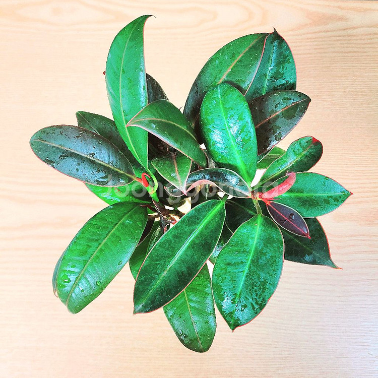 멜라닌고무나무 수경 5촉 / 공기정화식물 / 반려식물--2