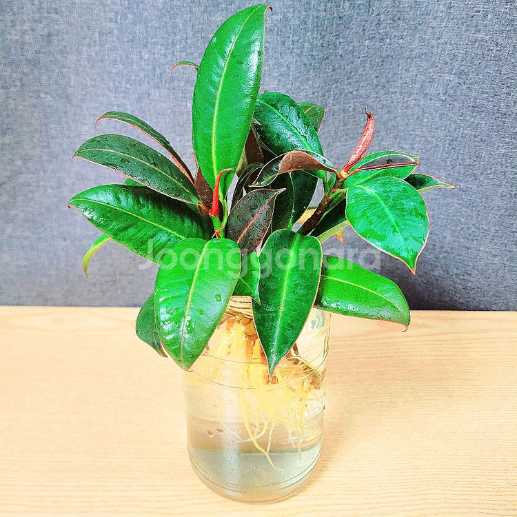 멜라닌고무나무 수경 5촉 / 공기정화식물 / 반려식물--3