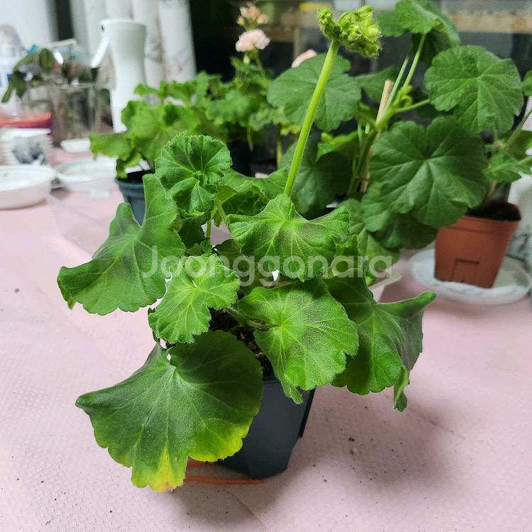 레이브파티 러시아제라늄--0