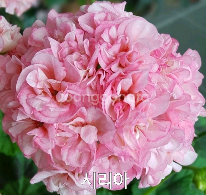 제라늄 시리아0.6--2