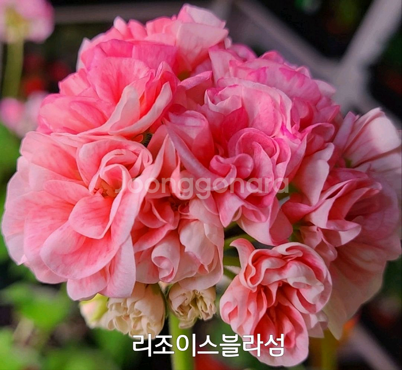제라늄 리조이스블라섬 0.5--2