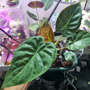 알로카시아 웬티바리에가타