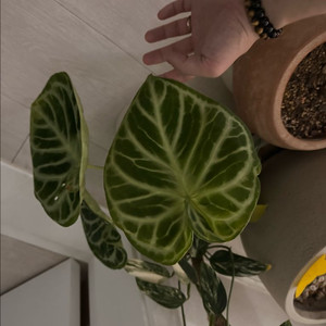 안스리움 도라야끼x실버브러쉬 예약