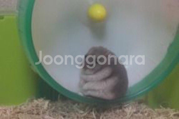 윌라 무료 상품권--0