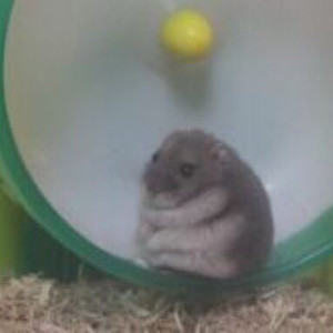 윌라 무료 상품권
