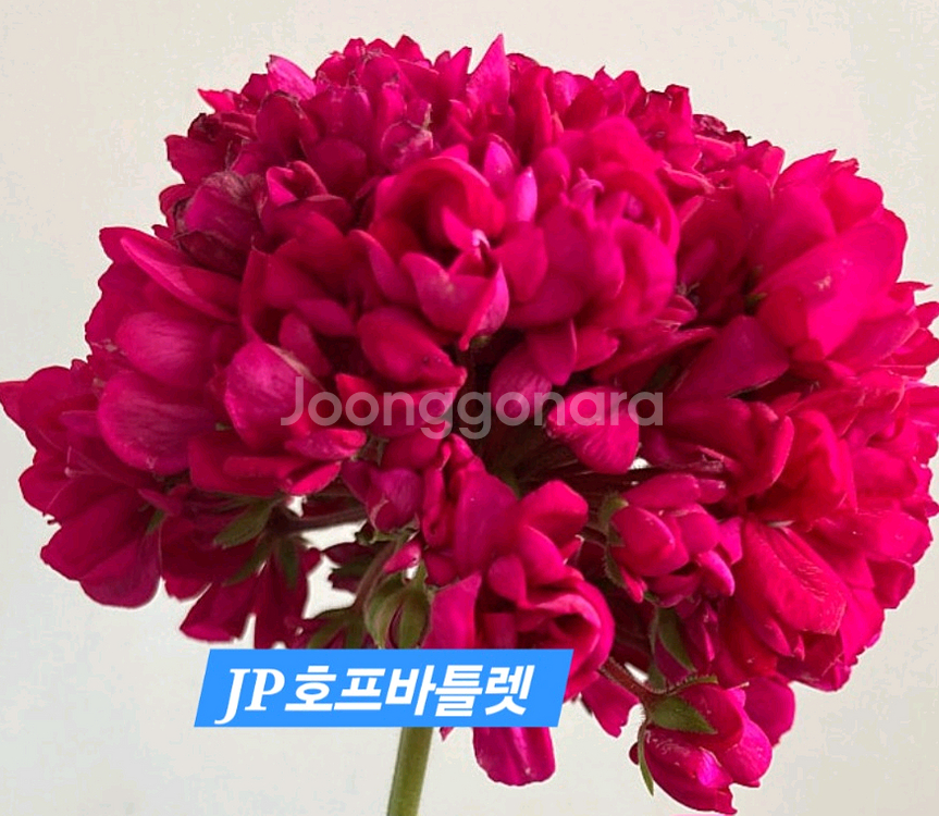 JP호프바틀렛 러시아제라늄--0