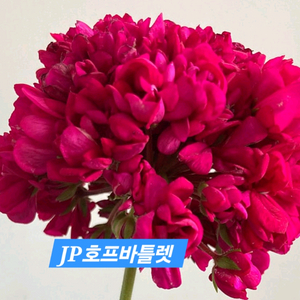 JP호프바틀렛 러시아제라늄